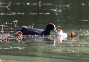 Albino coot