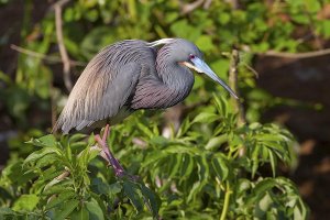 Tricolored Heron