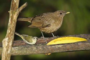 Clay-colored Thrush, Tennessee Warbler