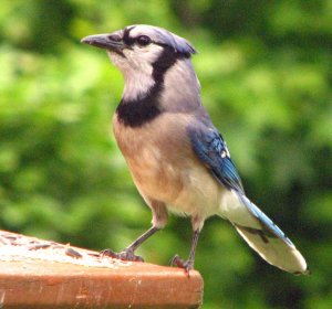 THE BLUE JAY