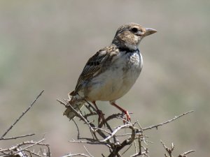 Calanda Lark. Bully boy of the Steppes.