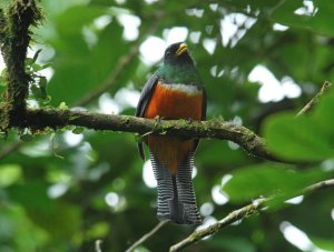 Orange-bellied Trogon