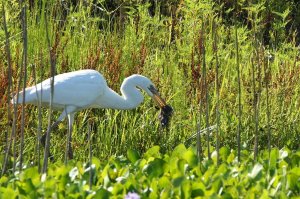 Great White Heron