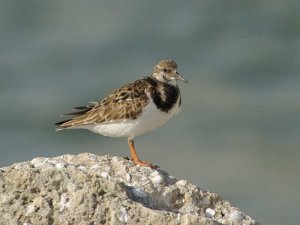 Ruddy Turnstone