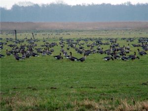 White Fronted Geese