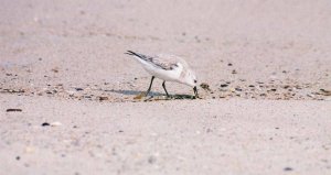 Feeding Sanderling