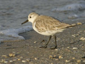 Sanderling