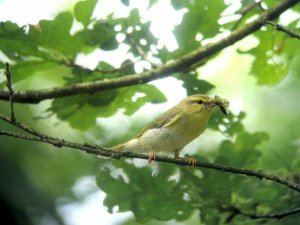 wood warbler