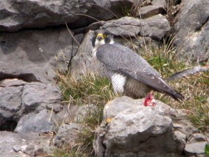 Peregrine with snack