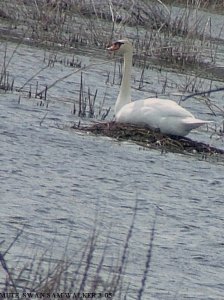 Mute Swan on Nest