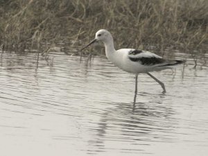 American Avocet, Nonbreeding