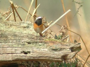 Redstart