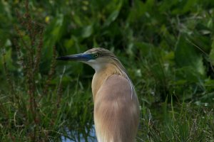 Squacco Heron