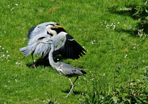 grey_herons_dublin_ireland