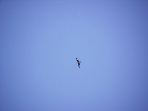 Just seen RED KITE above my house!! :D