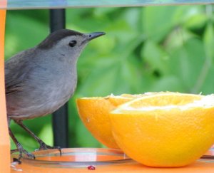 Breakfast time for Gray Catbird