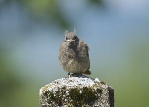 juvenile black redstart