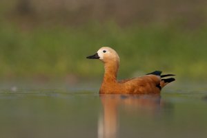 A water bird's eye view