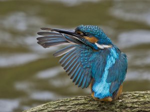 Preening Kingfisher (Alcedo atthis)