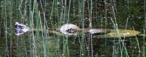 Snapping turtle with two hitchhikers