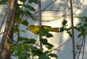 Yellow Warbler