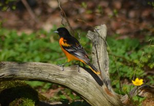 Baltimore Oriole