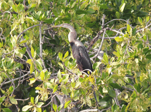 African_Darter_sharp_gif