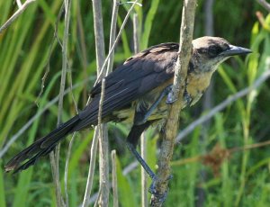 Juvenile Boat-tailed Grackle