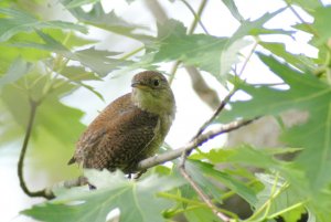 House Wren