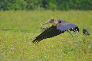 Lesser Adjutant