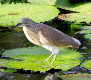 Squacco Heron