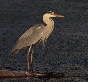 Morning Heron