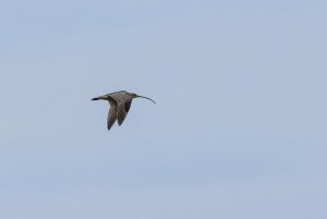 Far-eastern curlew