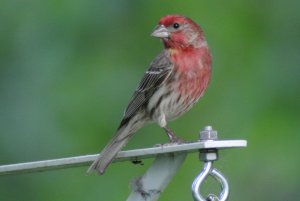 House Finch