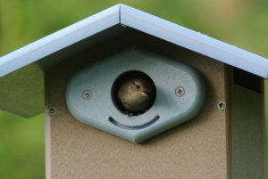 Mama House Wren