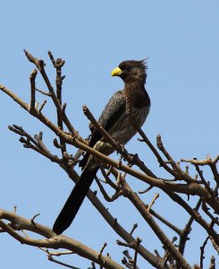 Western Plantain Eater