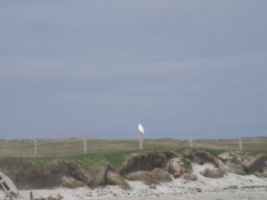 Snowy Owl