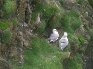 Fulmars