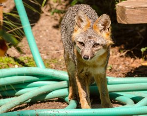 Fox In The Garden