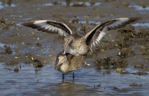Mating Willets