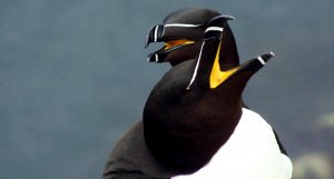 portrait of razorbills