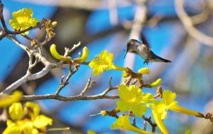 World's 2nd smallest bird