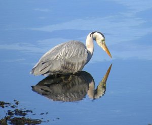 Reflections of a Grey Heron fishing.