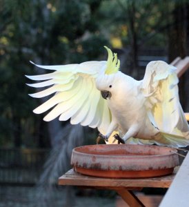 Sulphur crested Cockatoo