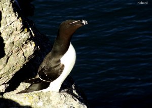 razorbill