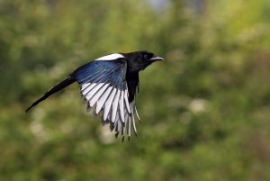 Magpie in-flight