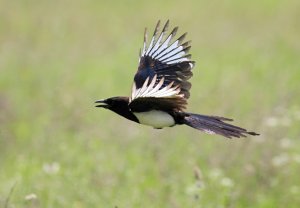 Magpie