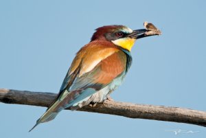 European Bee-eather, Abejaruco Europeo