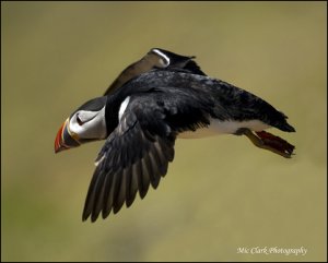 Puffin