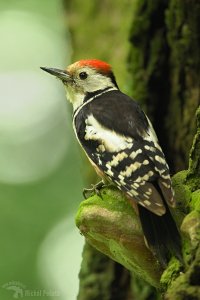 Middle Spotted Woodpecker, Dendrocopos medius